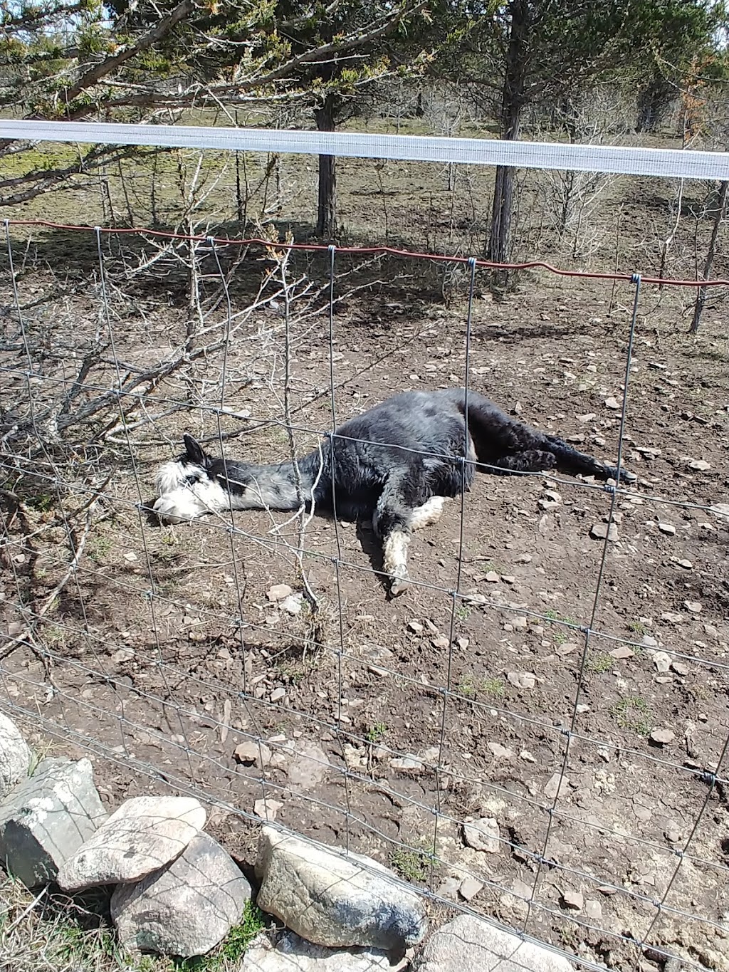 Second Chance Ranch Canada Inc | 6038 2, Odessa, ON K0H 2H0, Canada | Phone: (613) 532-0341