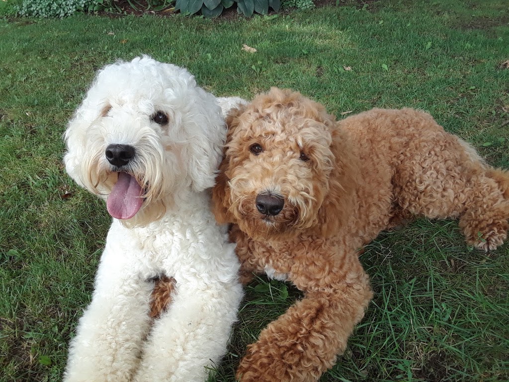 Bluevale Meadows Australian Labradoodles | 41472 Harriston Rd, Wingham, ON N0G 2W0, Canada | Phone: (519) 335-3006