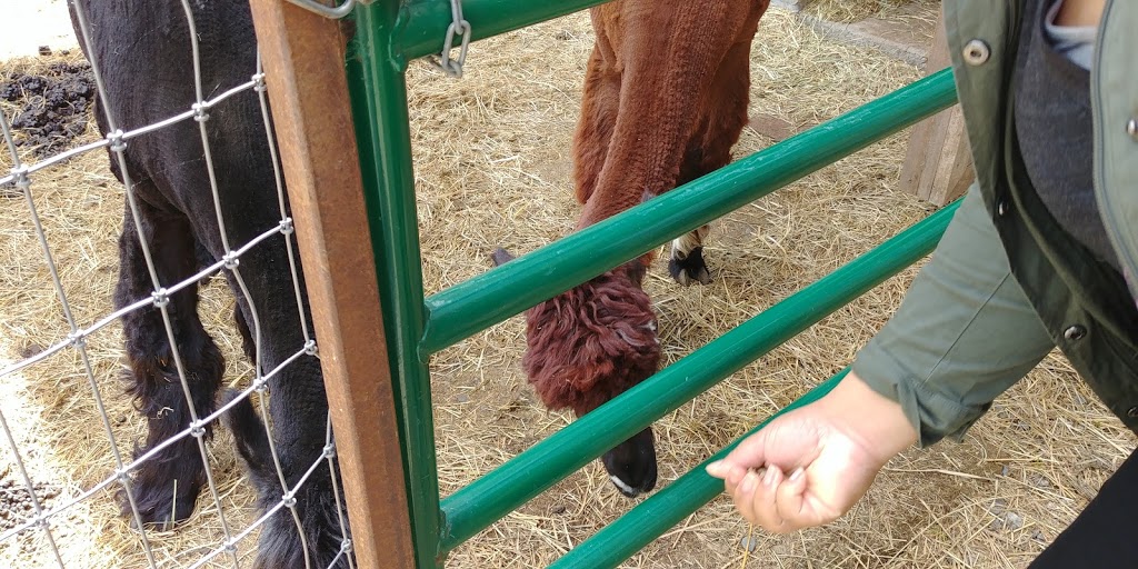 Wow Freli Alpagas / Alpacas | 117 Chemin des Érables, Frelighsburg, QC J0J 1C0, Canada | Phone: (514) 232-6021