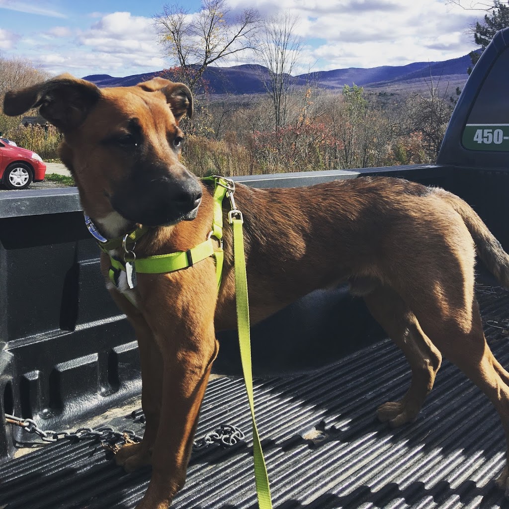Joëlle Hamelin, intervenante en comportement canin | 119, boul. Sir-Wilfrid-Laurier (route 116), Saint-Basile-le-Grand, QC J3N 1A1, Canada | Phone: (514) 668-0950