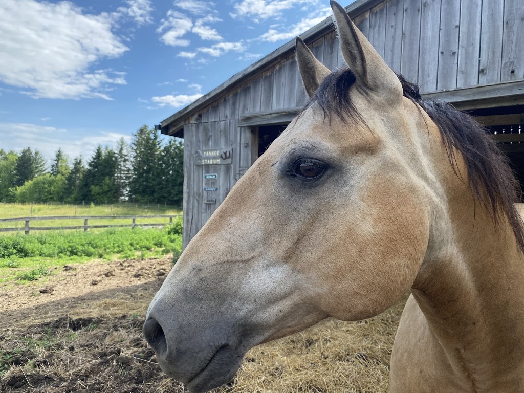 Horse Discovery | Carmel Line, Cavan-Monaghan, ON L0A 1G0, Canada | Phone: (705) 932-2244