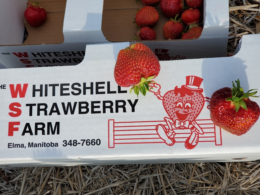 Whiteshell Strawberry Farm | Hwy 11, 1/4 km. N of, Elma, MB R0E 0Z0, Canada | Phone: (204) 348-7660