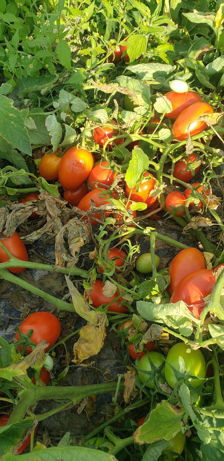 Jardin maraîcher F.Hebert | 515 Rang du Haut Corbin, Saint-Damase, QC J0H 1J0, Canada | Phone: (450) 797-2187