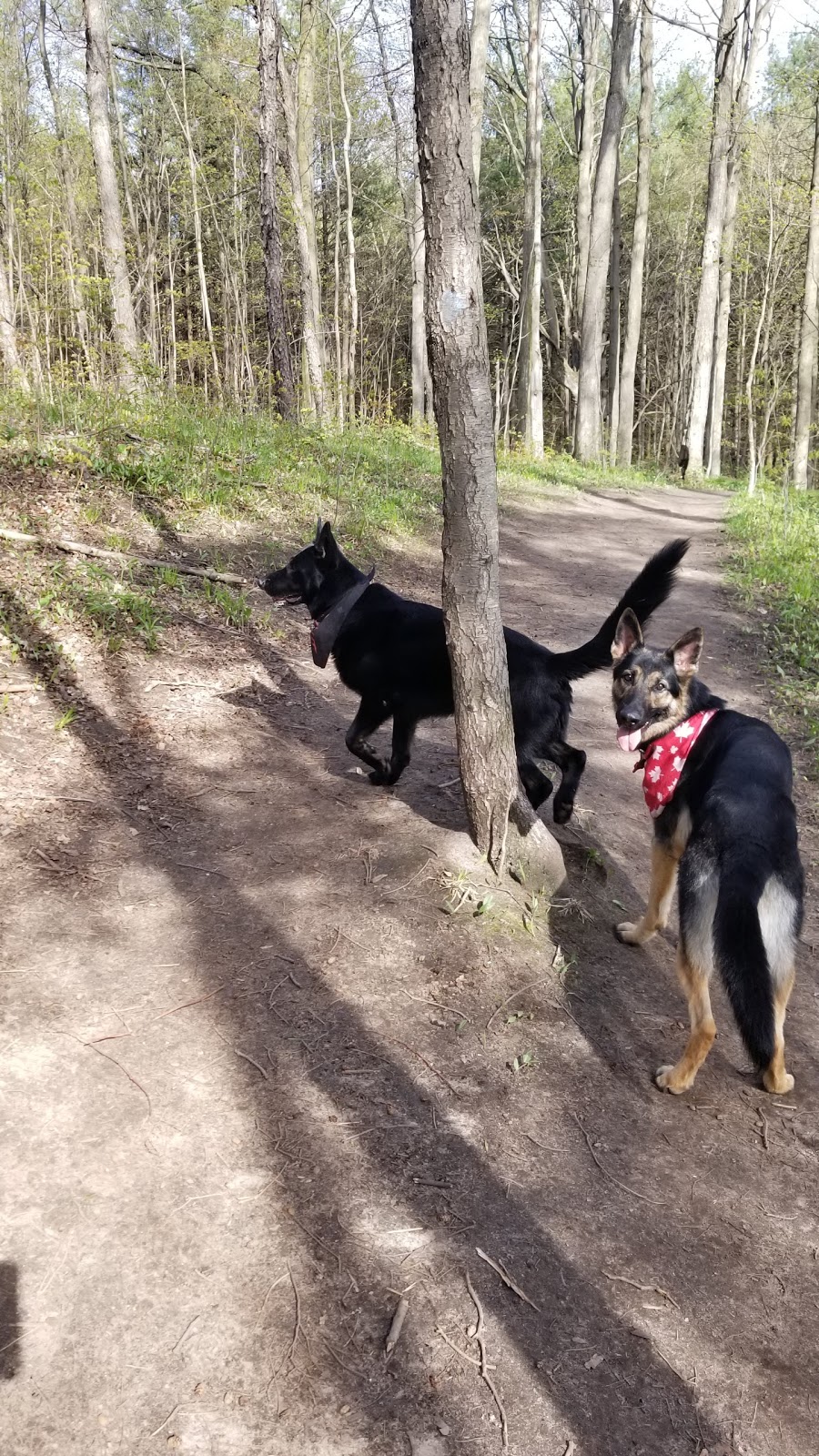 Crown land trail | 2665-2703 Queen St, Wilmot, ON N0B, Canada