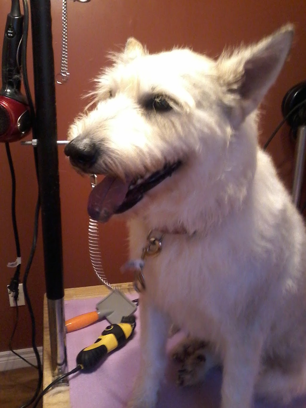 Refreshed Paws Grooming Services | 2708 Nova Scotia Trunk 2, Shubenacadie, NS B0N 2H0, Canada | Phone: (902) 236-2090