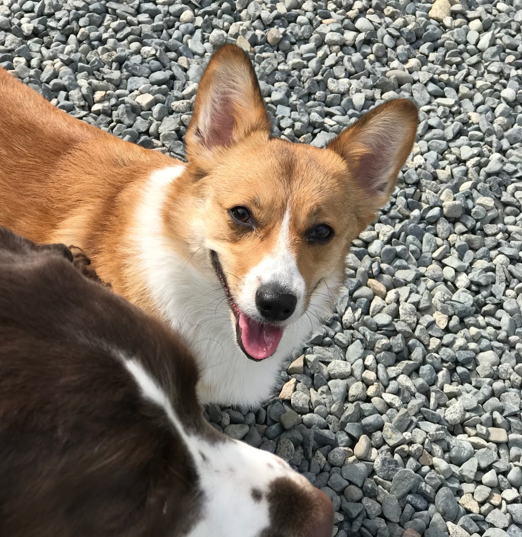Happy Hound Dog Grooming Dog Daycare | 4408 Boban Dr, Nanaimo, BC V9T 5V9, Canada | Phone: (250) 756-0340