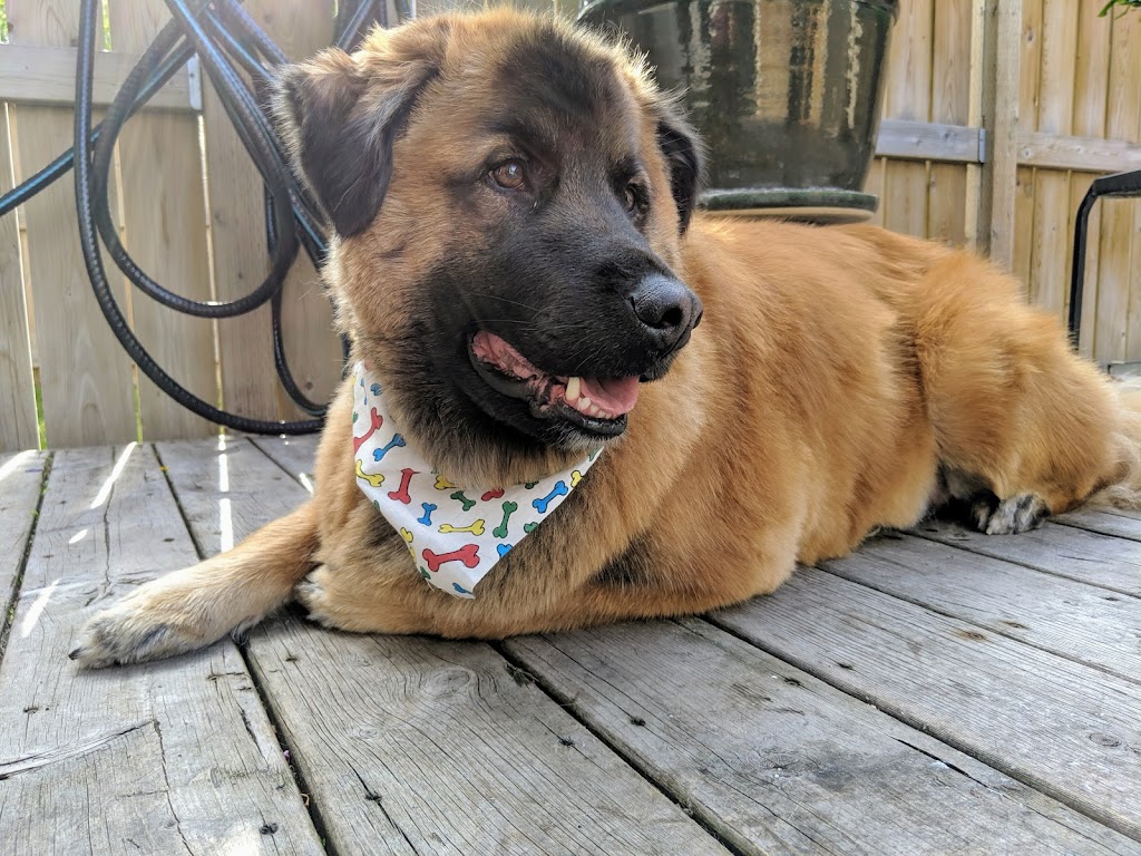 Paws 2 Claws Pet Salon | 2522 210 St, Bellevue, AB T0K 0C0, Canada | Phone: (403) 562-2002