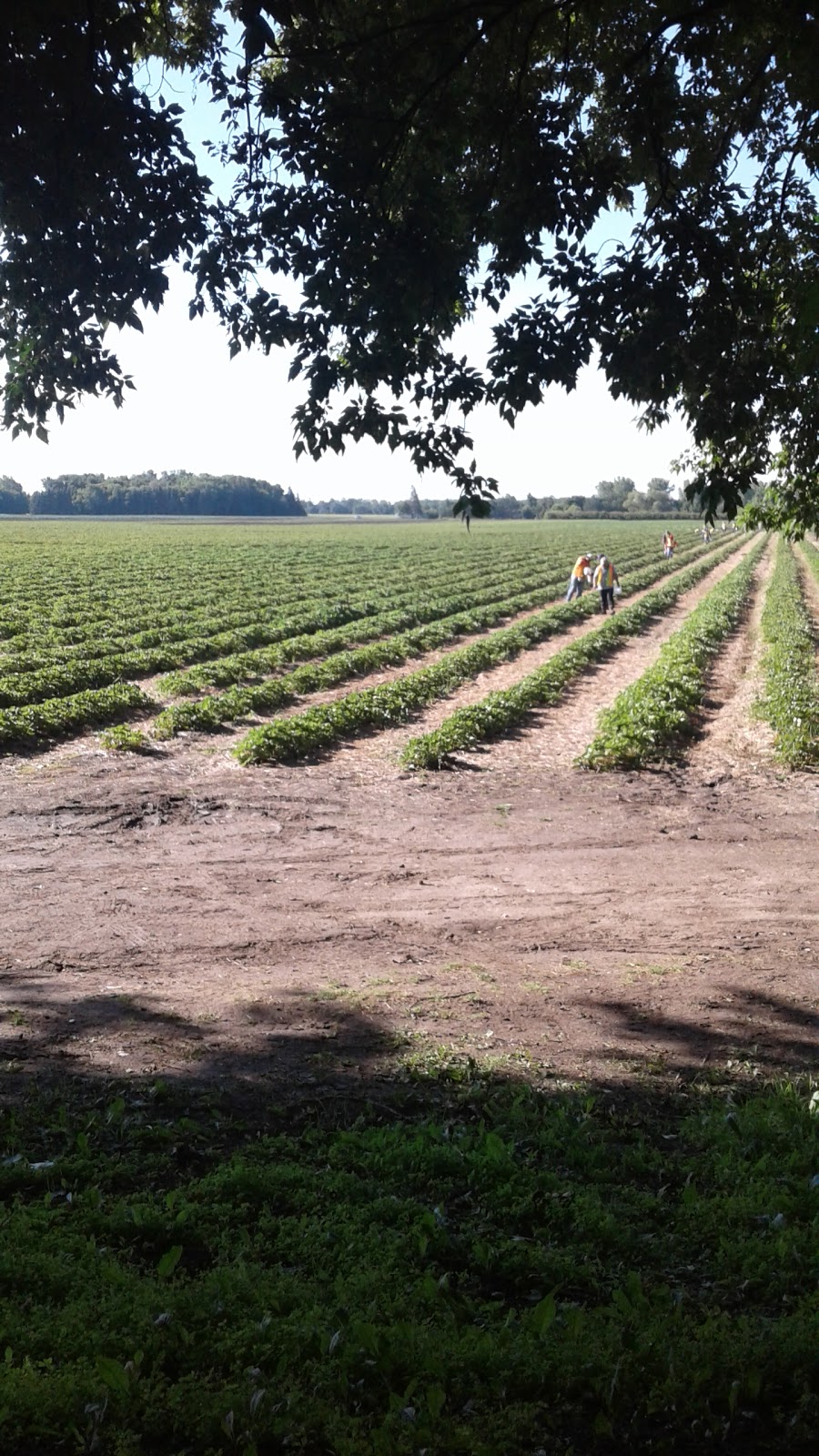 Connerys Riverdale Farms Ltd | 36136 PR 240, Portage la Prairie, MB R1N 3A3, Canada | Phone: (204) 428-3188