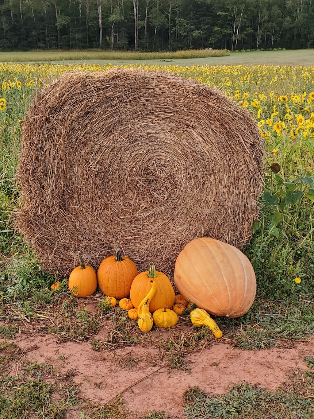Lil Farm on the Jib | 84 MacLennan Rd, Hazelbrook, PE C1B 0N5, Canada | Phone: (902) 569-1133