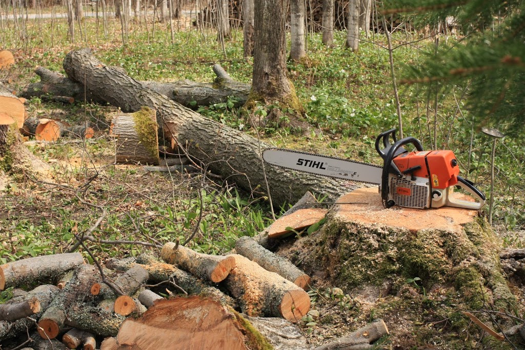 DLG Tree Service | 2886 Penetanguishene Rd, Springwater, ON L9X 1Z7, Canada | Phone: (705) 728-9369