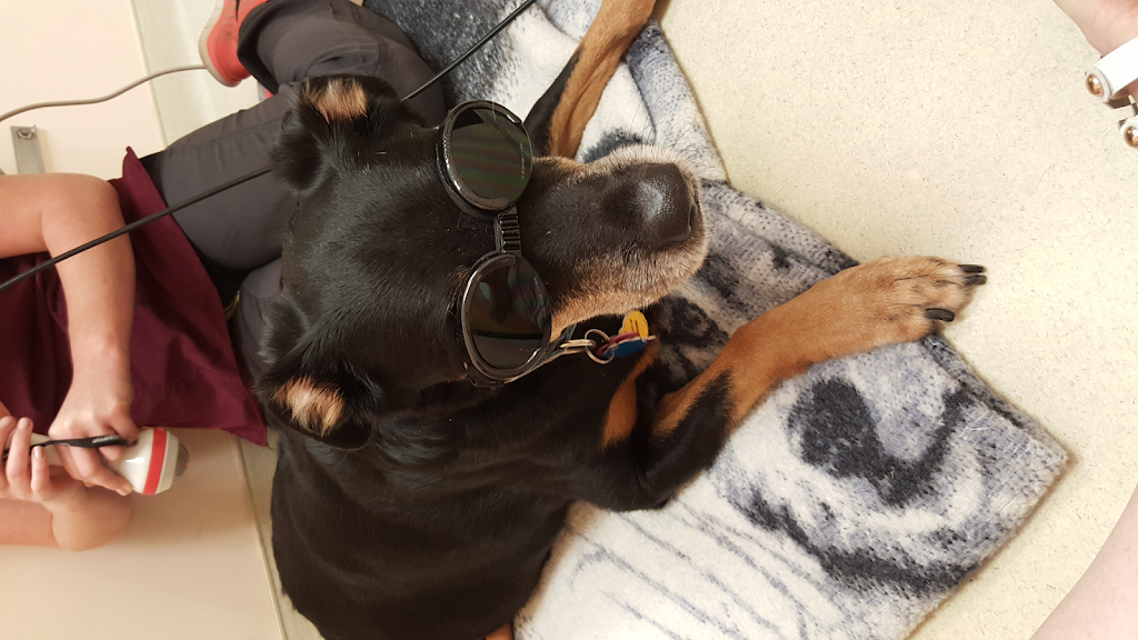 Richmond Veterinary Hospital | 10335 Gratiot Ave, Columbus, MI 48063, USA | Phone: (586) 727-9018