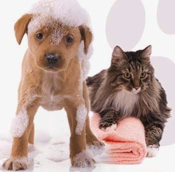 Toilettage Betes et Poils | 53 Rue St Pierre Local 101, Saint-Constant, QC J5A 1B9, Canada | Phone: (514) 710-2868