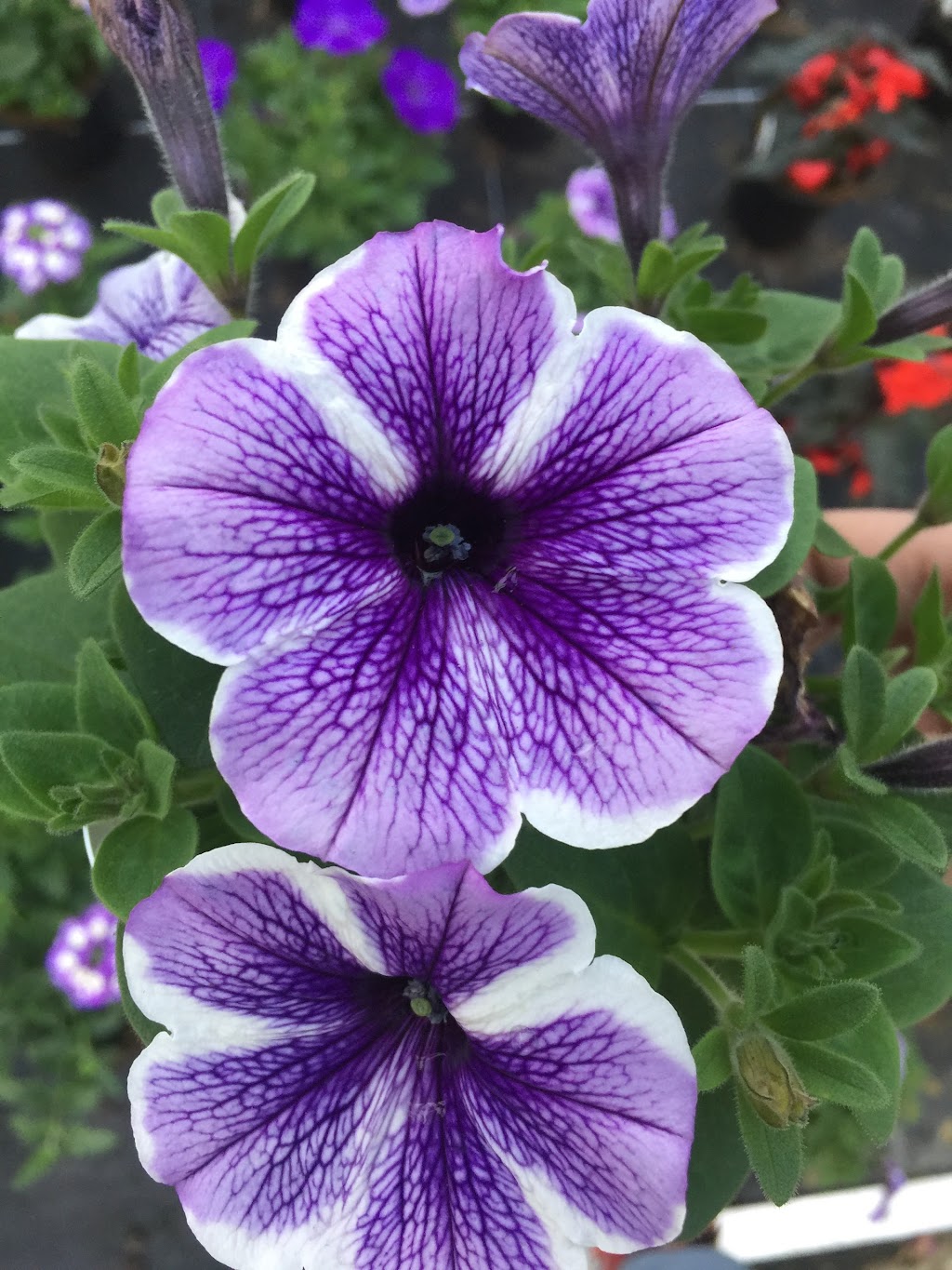 Devry Greenhouses | 49259 Castleman Road, Chilliwack, BC V2P 6H4, Canada | Phone: (604) 794-3874