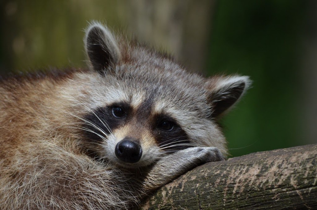 Pest Detective - Surrey/Langley | 21661 88 Ave #15, Langley City, BC V1M 2Z9, Canada | Phone: (604) 589-3338
