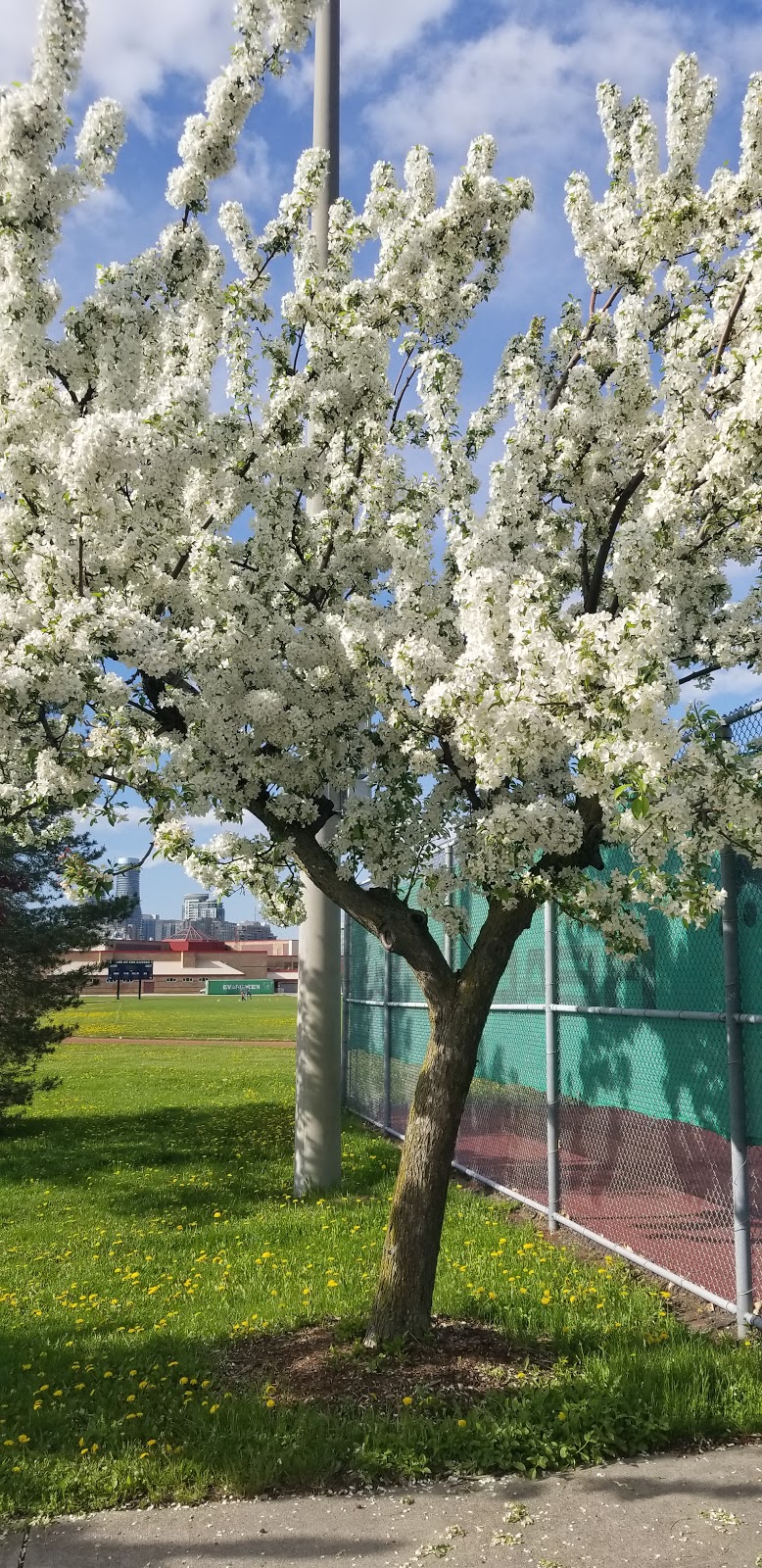 Dr. Martin L. Dobkin Community Park | 395 Fairview Rd W, Mississauga, ON L5B 4C7, Canada | Phone: (905) 858-5959