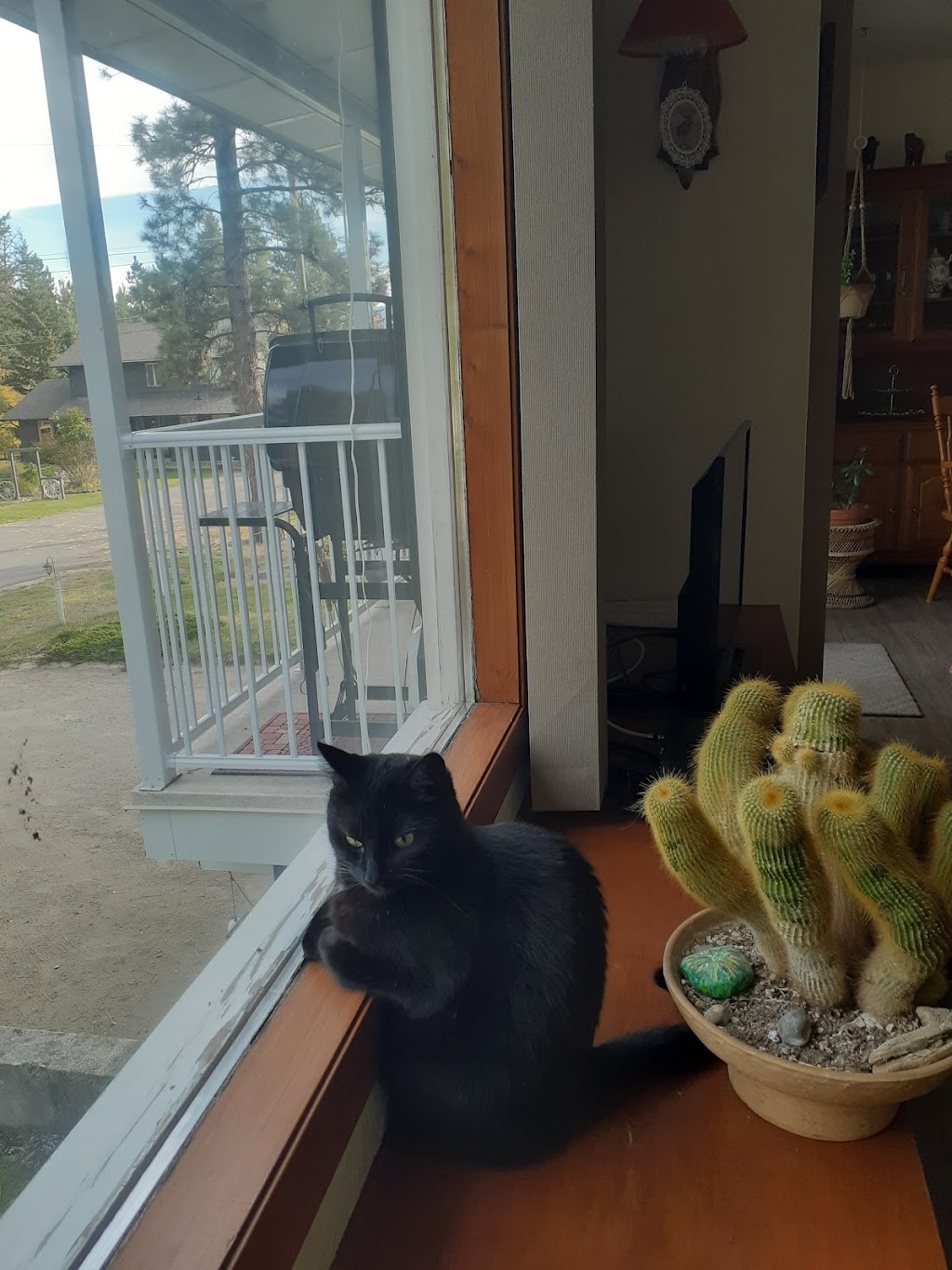 Steeples Veterinary Clinic | 3410 Victor Rd, Cranbrook, BC V1C 7B7, Canada | Phone: (250) 489-3451