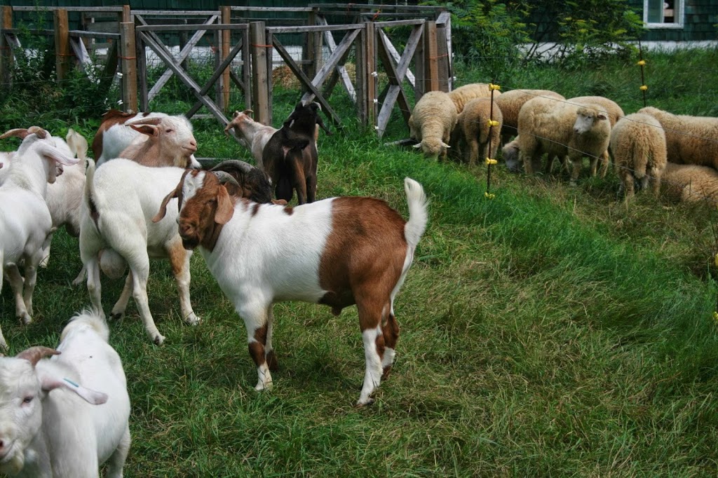 Ferme verte aux petits sabots - 260 3e Rang, Ormstown, QC J0S, Canada