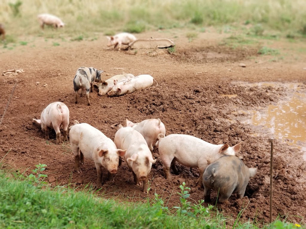 Pleasant Pork | 229 Salutation Cove Rd, Bedeque, PE C0B 1C0, Canada | Phone: (902) 887-2917