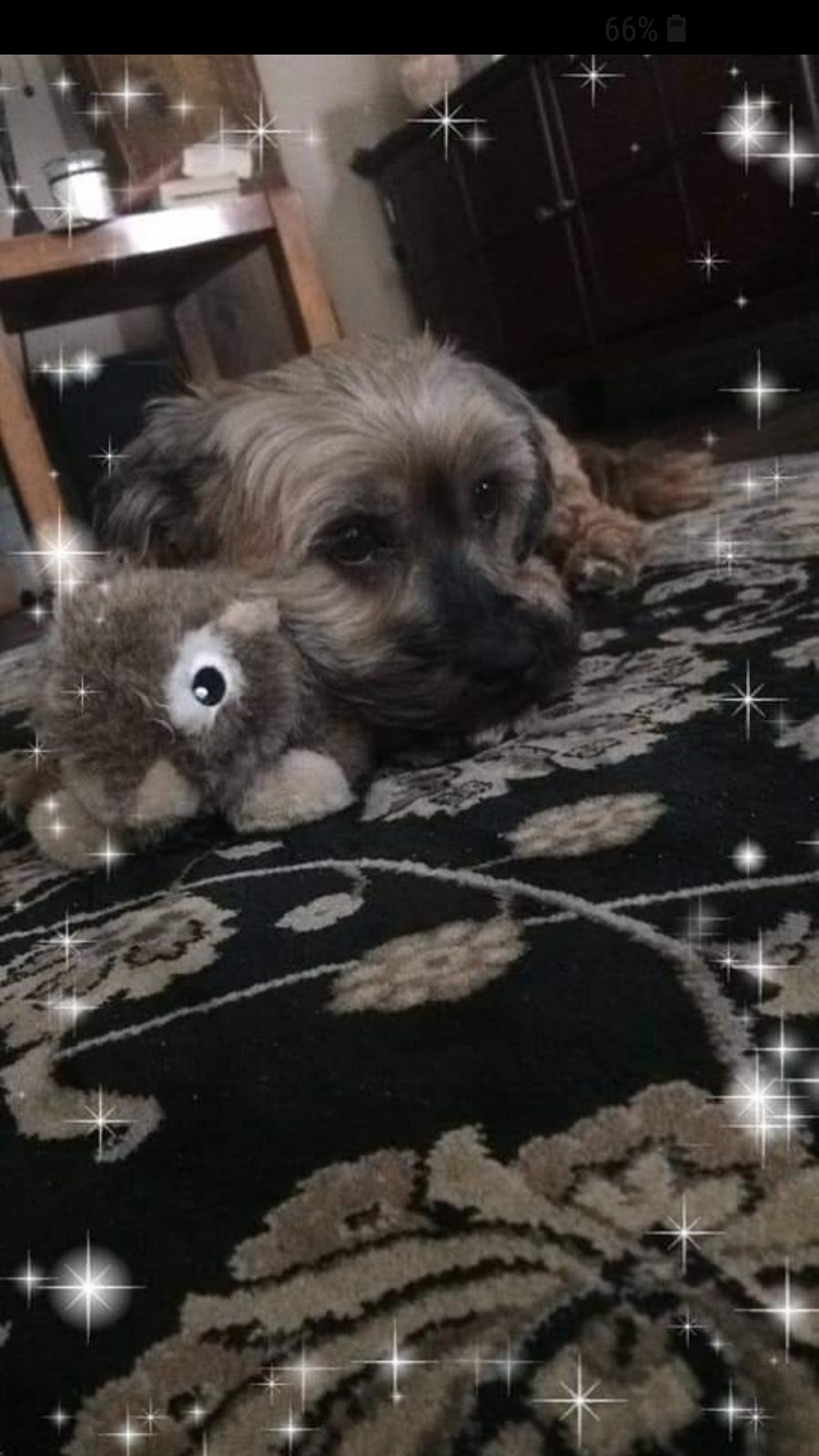 Pets at Peace - Simcoe County and Muskoka District | 335 Mississaga St W #4, Orillia, ON L3V 3C2, Canada | Phone: (705) 790-7427