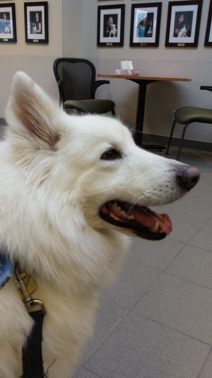Mississauga Oakville Veterinary Emergency Hospital | 2285 Bristol Cir, Oakville, ON L6H 6P8, Canada | Phone: (905) 829-9444