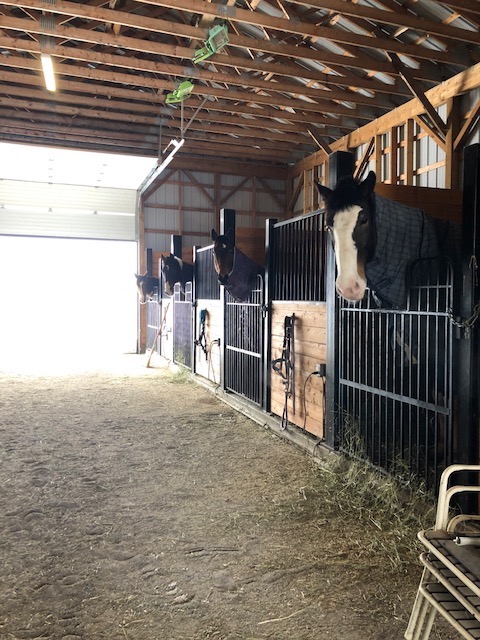 Unbridled Coaching | 3158 Stagecoach Rd, Osgoode, ON K0A 2W0, Canada | Phone: (613) 277-4402