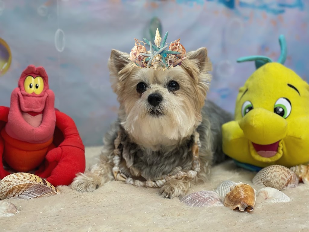 My Diva Dog | 447 Forest Lea Rd, Pembroke, ON K8A 6W6, Canada | Phone: (613) 735-2725