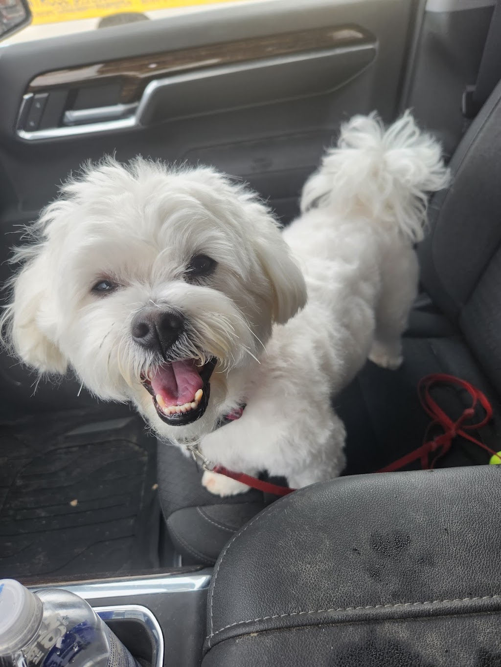 Bridlewood Pet Grooming | 2525 Bridlecrest Way SW #75, Calgary, AB T2Y 5J4, Canada | Phone: (403) 321-3647