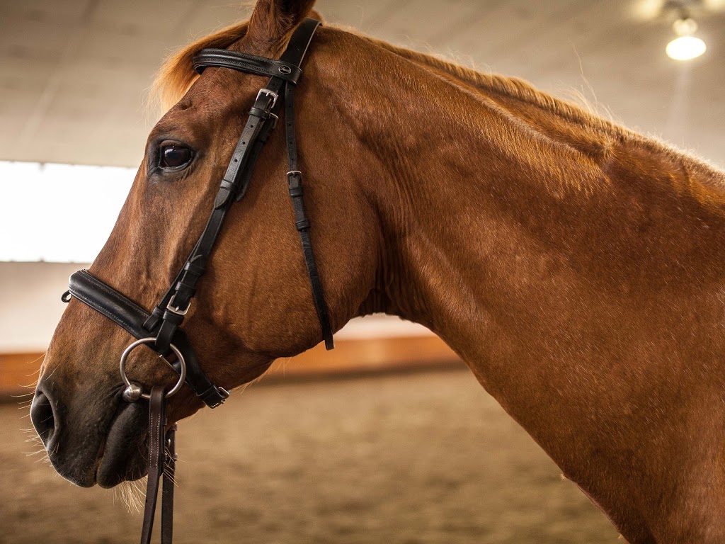 Pacific Banner Riding Club | 12400 No 3 Rd, Richmond, BC V7A 1X5, Canada | Phone: (604) 763-8869
