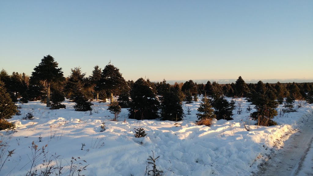 Christmas Tree U-Pick Arbres de Noël | 493 Memramcook-East Rd, Memramcook, NB E4K 1M3, Canada | Phone: (506) 866-2790