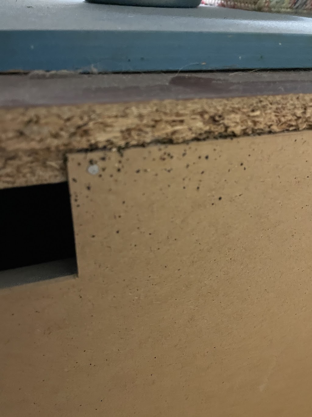 Paris Pest Control | 2 McGovern Ln, Paris, ON N3L 0K3, Canada | Phone: (548) 328-4966