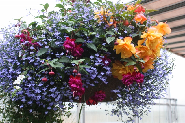 Hilltop Greenhouses | AB-23, Monarch, AB T0L 1M0, Canada | Phone: (403) 553-3175