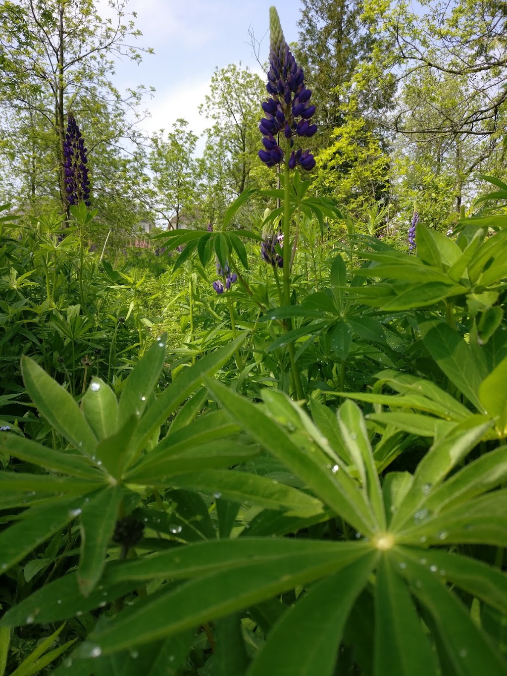 Forest View Park | 125 Lady Dolores Ave, Maple, ON L6A 4E6, Canada