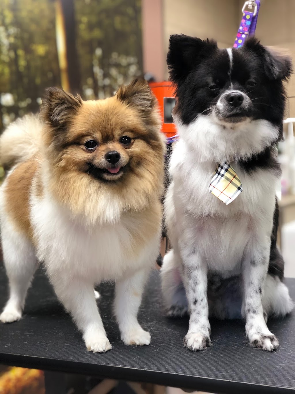 Toilettage canin Au Poil Fou | 1248 Chem. du Fleuve, Les Cèdres, QC J7T 1C3, Canada | Phone: (514) 515-3923