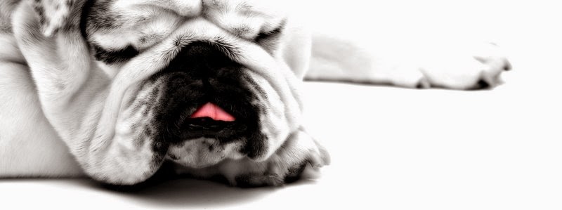 Toutanima éducation canine | 21 Avenue Calvin, Candiac, QC J5R 4J9, Canada | Phone: (514) 781-3832