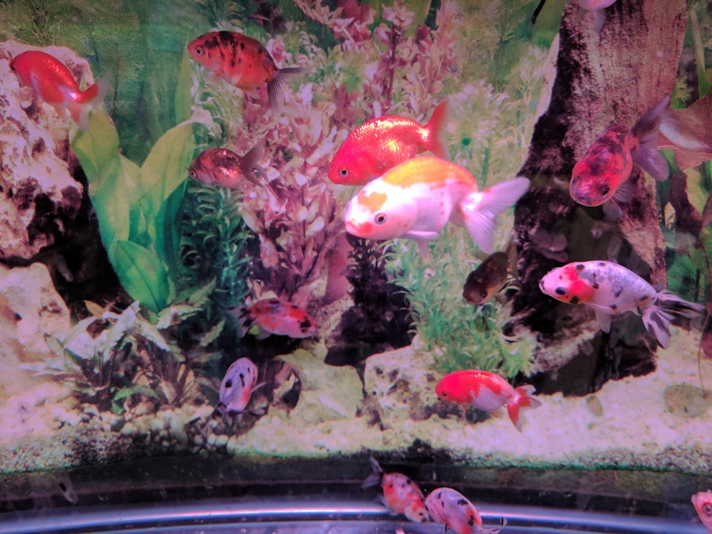 Proaquatic - Aquarium Shop - Specializing in Goldfish and Japane | 585 Middlefield Rd #12a, Scarborough, ON M1V 4Y5, Canada | Phone: (647) 728-1296