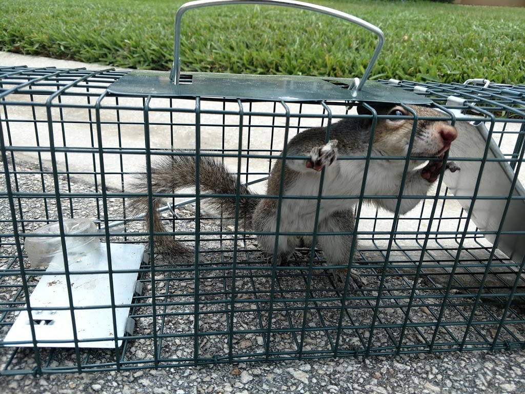 24/7 Wildlife Removal Toronto | 46 Rivercove Dr, Toronto, ON M9B 4Y9, Canada | Phone: (647) 362-9180