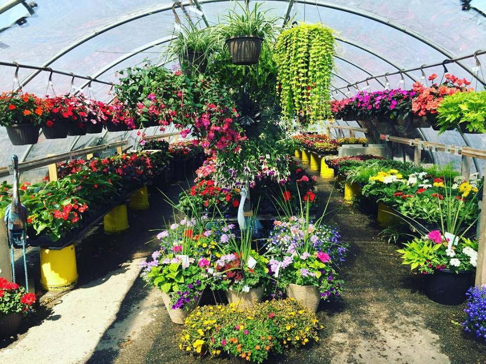 Berkies Bloomers | 4380 Wellington Rd S, London, ON N6E 3A2, Canada | Phone: (226) 984-1722