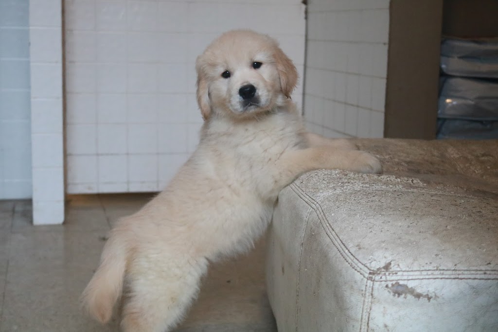 Roaming Rovers Dog Kennels Inc. | 265 Holland Rd, Fletchers Lake, NS B2T 1A1, Canada | Phone: (902) 497-5191