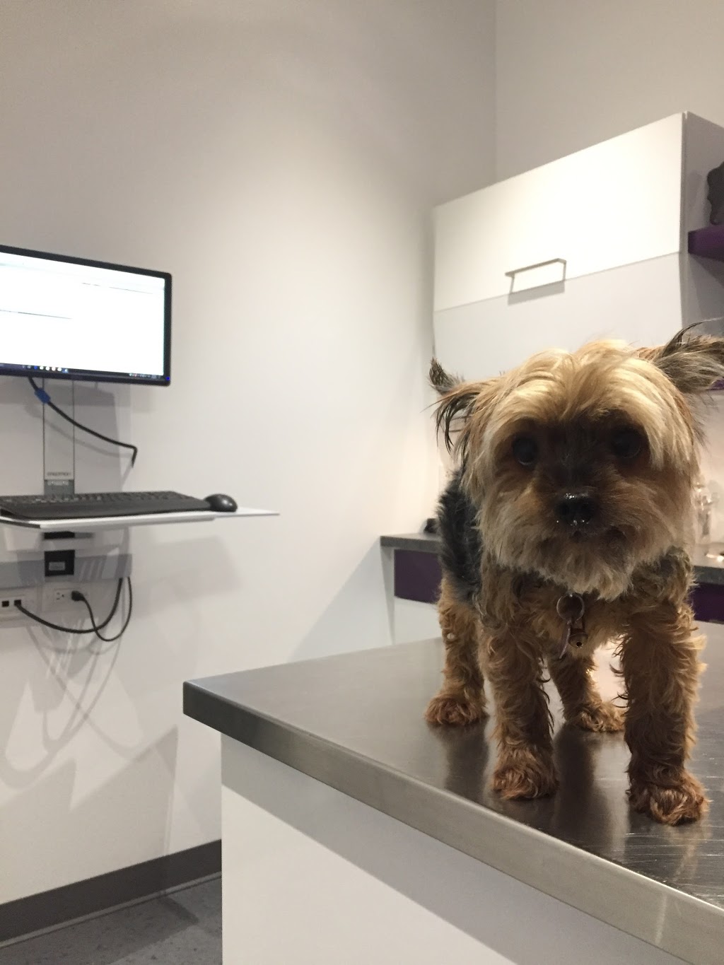 Clinique Vétérinaire Fontainebleau | 20 Boulevard des Châteaux Local 107, Blainville, QC J7B 1Z8, Canada | Phone: (450) 420-4446