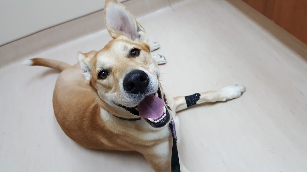 Plessis Veterinary Hospital | 1783 Plessis Rd, Winnipeg, MB R3W 1N3, Canada | Phone: (204) 691-8838