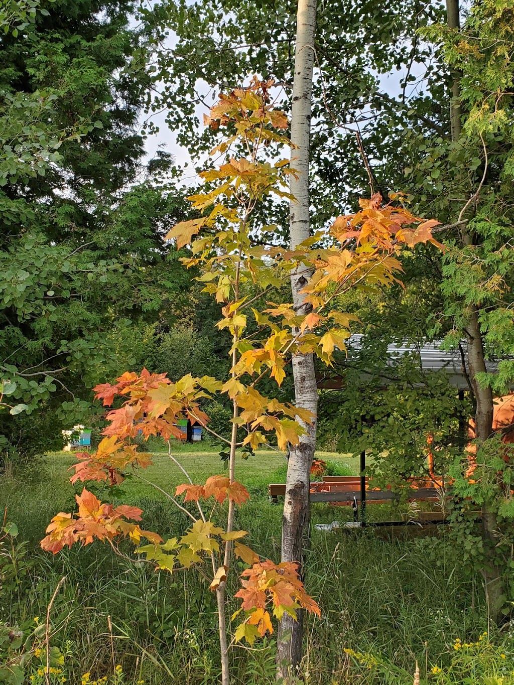 SweetWater Maple and Honey Products | 398665 5 Line, Honeywood, ON L0N 1H0, Canada | Phone: (705) 434-8052