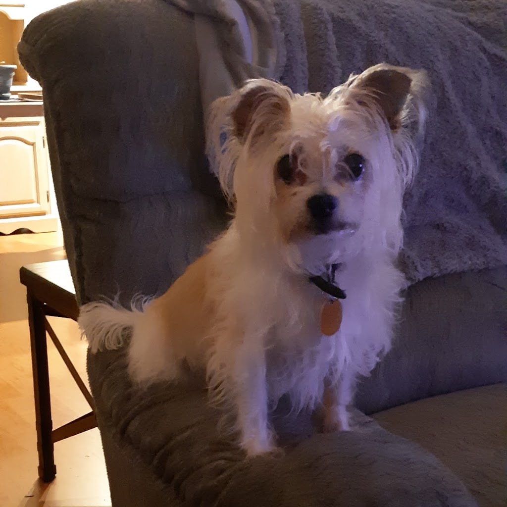 Denises Doggy Den & Walking Service | 991 Wild Pond Ln, Victoria, BC V9C 4M7, Canada | Phone: (250) 812-5339