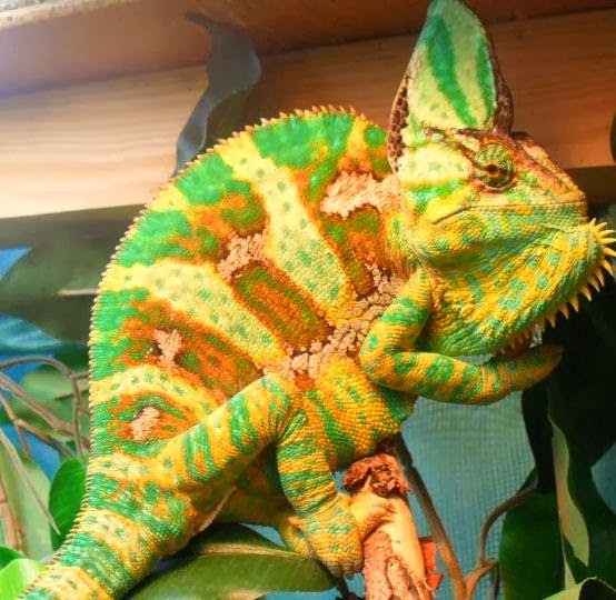 ChameleonsGalore | 11804 Canfield Rd SW, Calgary, AB T2W 1V1, Canada