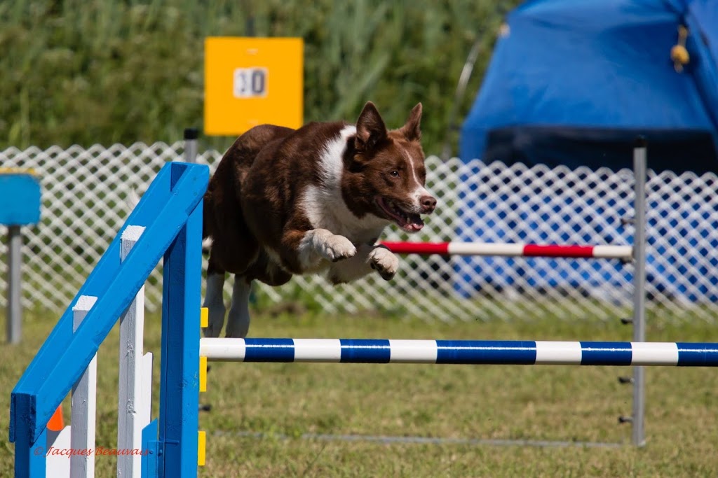 Professionnel Légitime Canin | 230 Rang de la Montagne, Rougemont, QC J0L 1M0, Canada | Phone: (514) 922-2752