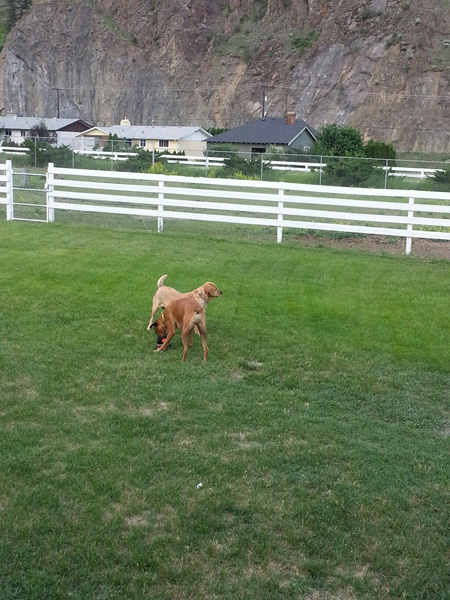 Absolute Kennels | 3945 Old Highway 5 Rd, Kamloops, BC V2H 1K6, Canada | Phone: (778) 220-2771