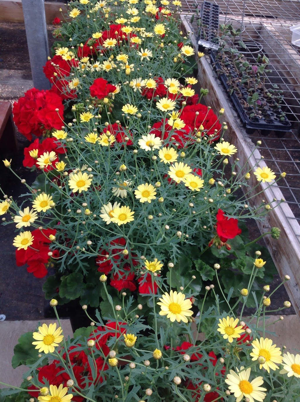 Country Road Greenhouses | 52043 Range Rd 231, Sherwood Park, AB T8B 1A2, Canada | Phone: (780) 467-5784