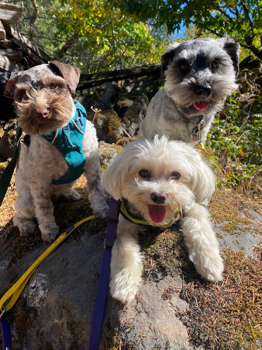 Hot Dogs Dog Walking Services | 6168 Ryall Rd, Duncan, BC V9L 2H7, Canada | Phone: (250) 589-7504