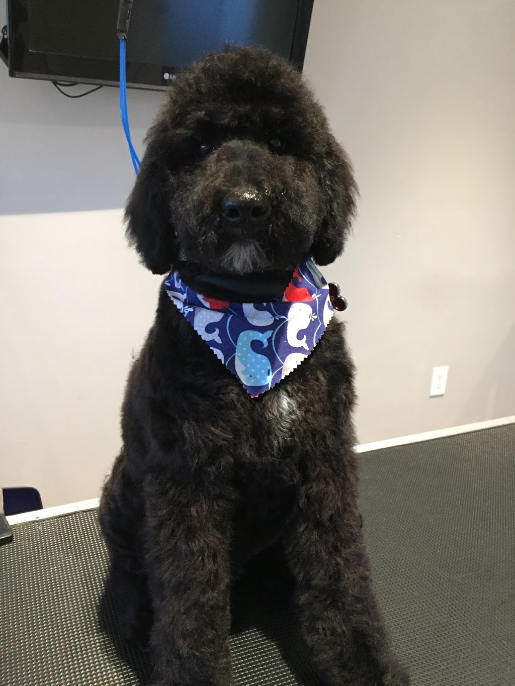 Chip & Co. Grooming | 101 Lee Crescent, Barrie, ON L4N 9Z4, Canada | Phone: (705) 321-0033
