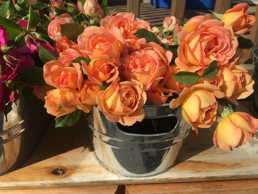 Owl Grove Roses | 1 Harbour St, Brighton, ON K0K 1H0, Canada | Phone: (905) 375-4375