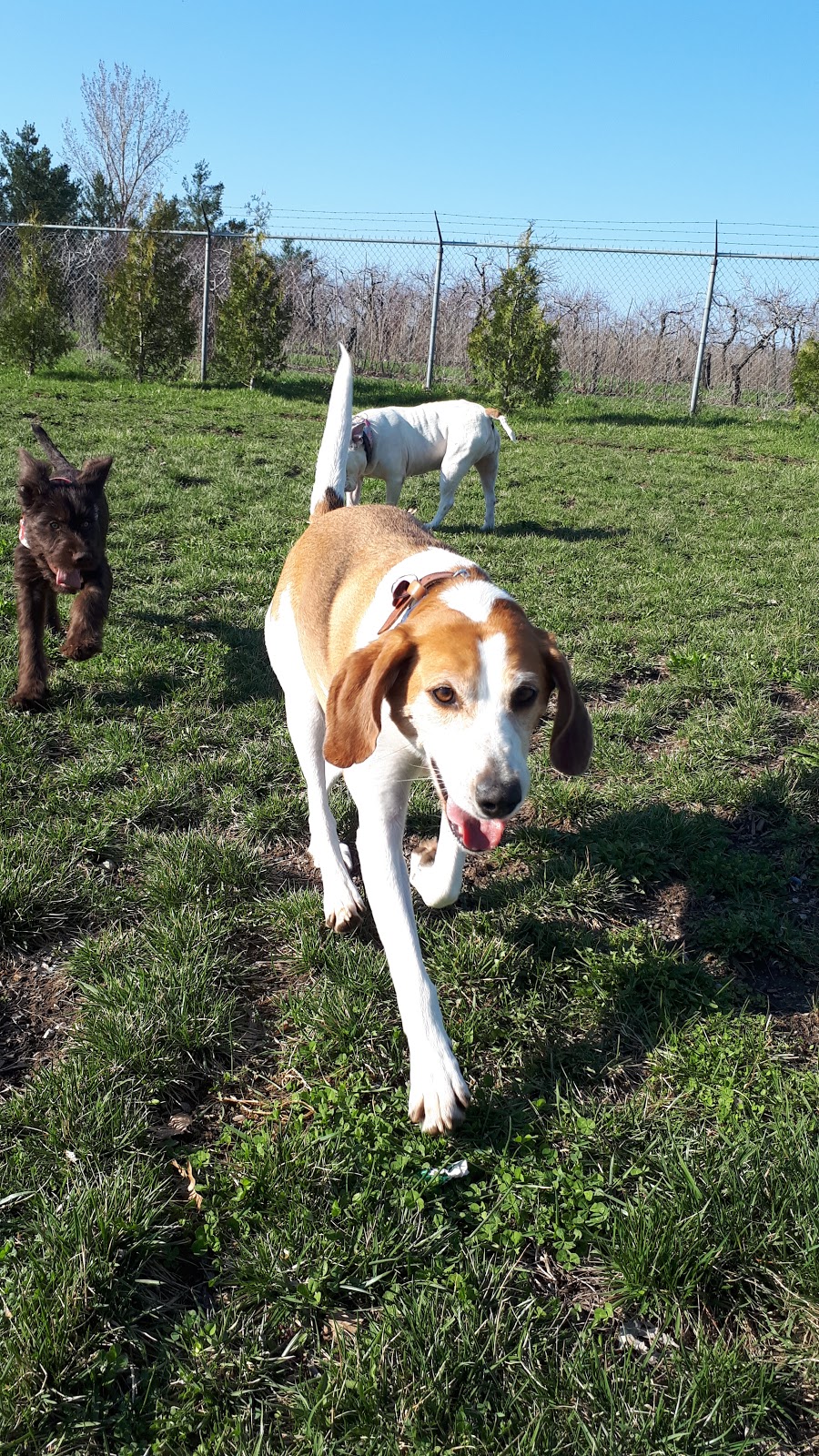 Leash Free Pelham Dog Park | 1671 Centre St, Ridgeville, ON L0S 1M0, Canada